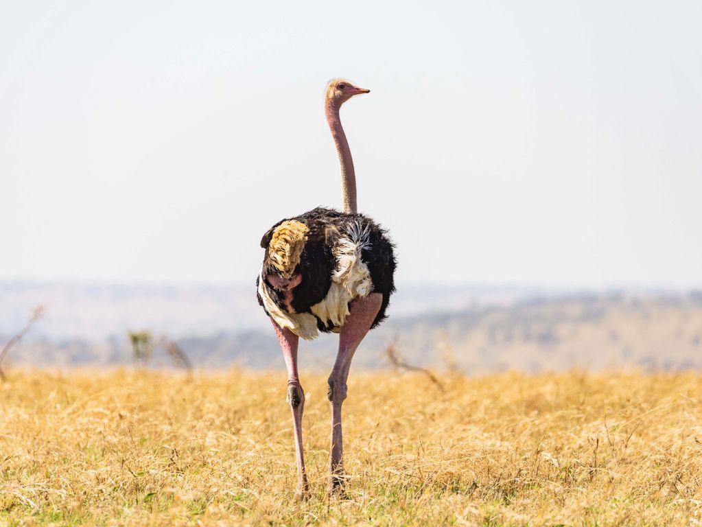 Struisvogel nationaal park Tanzania